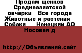 Продам щенков Среднеазиатской овчарки - Все города Животные и растения » Собаки   . Ненецкий АО,Носовая д.